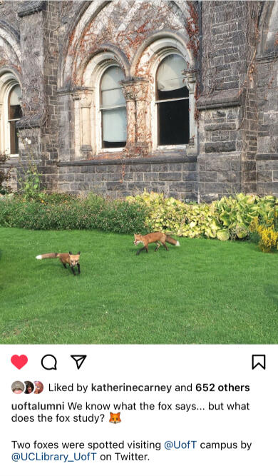 Foxes on Campus Instagram Post