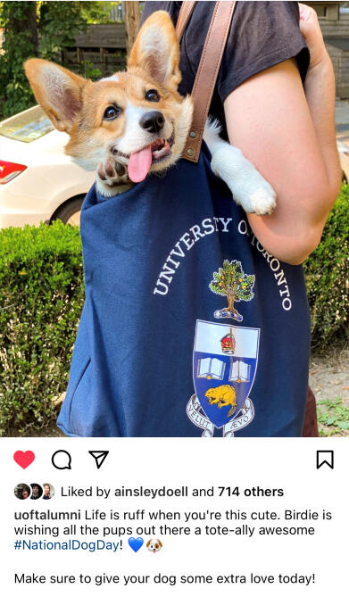 National Dog Day Post